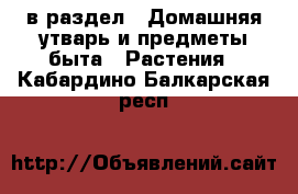  в раздел : Домашняя утварь и предметы быта » Растения . Кабардино-Балкарская респ.